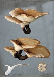 Attēlu rezultāti vaicājumam “Polyporus varius”