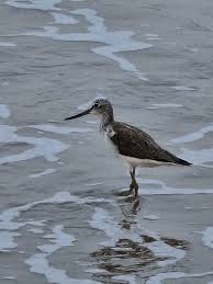 Attēlu rezultāti vaicājumam “Actitis hypoleucos”