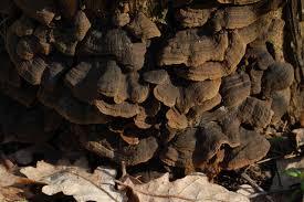 Attēlu rezultāti vaicājumam “Hymenochaete rubiginosa”