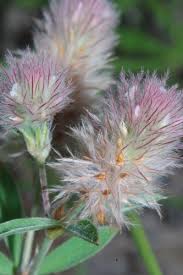 Attēlu rezultāti vaicājumam “Trifolium arvense fruit”