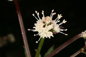 Attēlu rezultāti vaicājumam “Sanicula europaea bud”