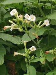 Attēlu rezultāti vaicājumam “Nicotiana tabacum flower”