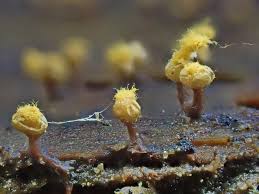 Attēlu rezultāti vaicājumam “Trichia erecta stalked”