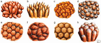 Attēlu rezultāti vaicājumam “Tubifera magna spores”