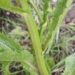 Attēlu rezultāti vaicājumam “Rorippa amphibia fruit”