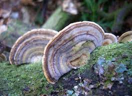 Attēlu rezultāti vaicājumam “Trametes ochracea”
