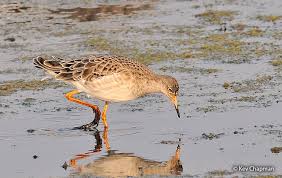 Attēlu rezultāti vaicājumam “Philomachus pugnax adult”
