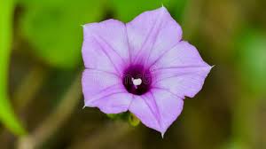 Image result for Ipomoea Lavender