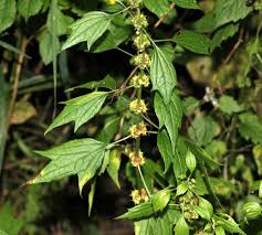 Image result for Leonurus cardiaca