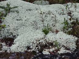 Attēlu rezultāti vaicājumam “Cladonia rangiferina”