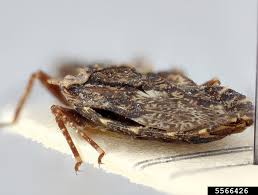 Attēlu rezultāti vaicājumam “Aradus betulae”