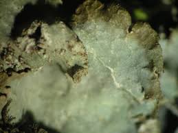 Attēlu rezultāti vaicājumam “Platismatia glauca”