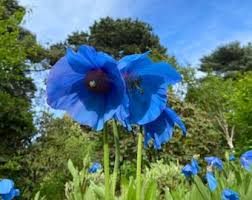 Image result for Meconopsis betonicifolia alba