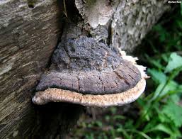 Attēlu rezultāti vaicājumam “Fomitopsis rosea”