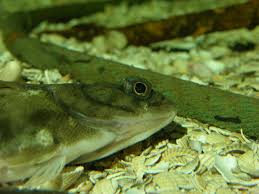 Image result for Limanda limanda