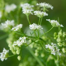 Attēlu rezultāti vaicājumam “Pimpinella saxifraga leaf”