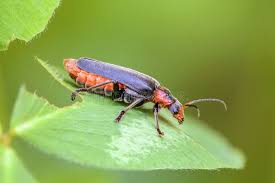 Attēlu rezultāti vaicājumam “Cantharis fusca”