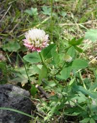 Attēlu rezultāti vaicājumam “Trifolium hybridum”