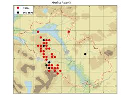 Attēlu rezultāti vaicājumam “Arabis hirsuta fruit”
