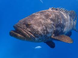 Image result for Epinephelus morio