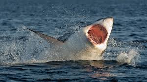 Image result for South Axholme Sharks Asc