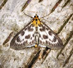 Attēlu rezultāti vaicājumam “Anania hortulata”