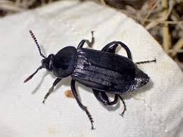 Attēlu rezultāti vaicājumam “Necrodes littoralis”