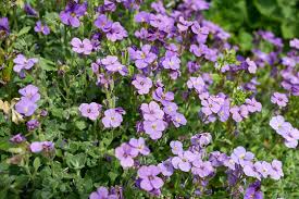Attēlu rezultāti vaicājumam “Aubrieta deltoidea flower”
