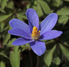 Attēlu rezultāti vaicājumam “Anemone x lipsiensis”