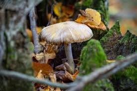 Attēlu rezultāti vaicājumam “Rozites caperata”