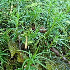 Attēlu rezultāti vaicājumam “Polytrichales”