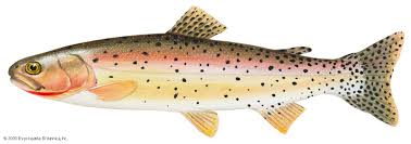 Image result for Oncorhynchus clarkii