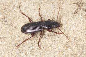 Attēlu rezultāti vaicājumam “Pterostichus quadrifoveolatus”