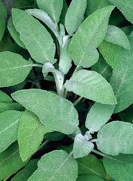 Attēlu rezultāti vaicājumam “Salvia officinalis leaf”