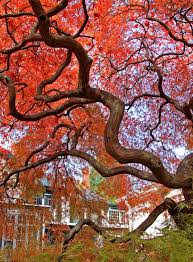 Bildergebnis für Fall…