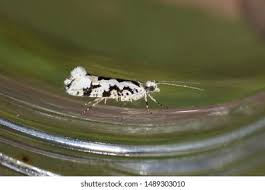 Attēlu rezultāti vaicājumam “Ypsolophidae”