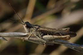 Attēlu rezultāti vaicājumam “Chortippus sp.”