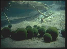 Imagini pentru Cladophora aegagropila