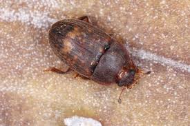 Attēlu rezultāti vaicājumam “Nitidulidae”