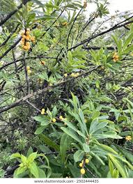 Attēlu rezultāti vaicājumam “Daphne mezereum fruit”