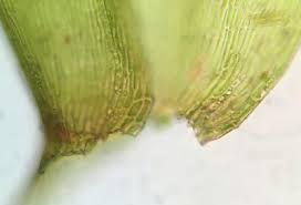 Attēlu rezultāti vaicājumam “Pseudotaxiphyllum elegans macro”