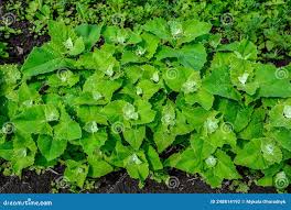 Image result for Atriplex hortensis