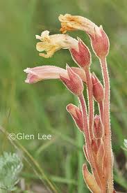 Attēlu rezultāti vaicājumam “Orobanche reticulata flower”