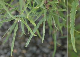 Attēlu rezultāti vaicājumam “Frangula alnus leaf”