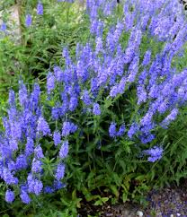 Image result for Veronica teucrium
