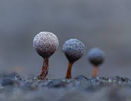 Attēlu rezultāti vaicājumam “Didymium xanthopus spores”