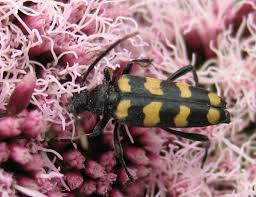Attēlu rezultāti vaicājumam “Leptura quadrifasciata”