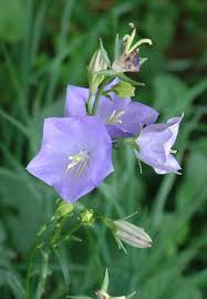 Image result for Campanula persicifolia