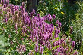 Attēlu rezultāti vaicājumam “Prunella vulgaris”