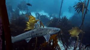 Image result for Triakis megalopterus